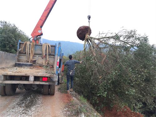 4米冠幅斷根楊梅基地，裝車場景
